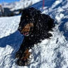 dog, snow, outdoor, mountain, winter, cold, animal, pet, fur, landscape, blue_sky, nature, daylight, relaxing, playful, canine, black_dog, brown_markings, tongue_out, snowy_slope