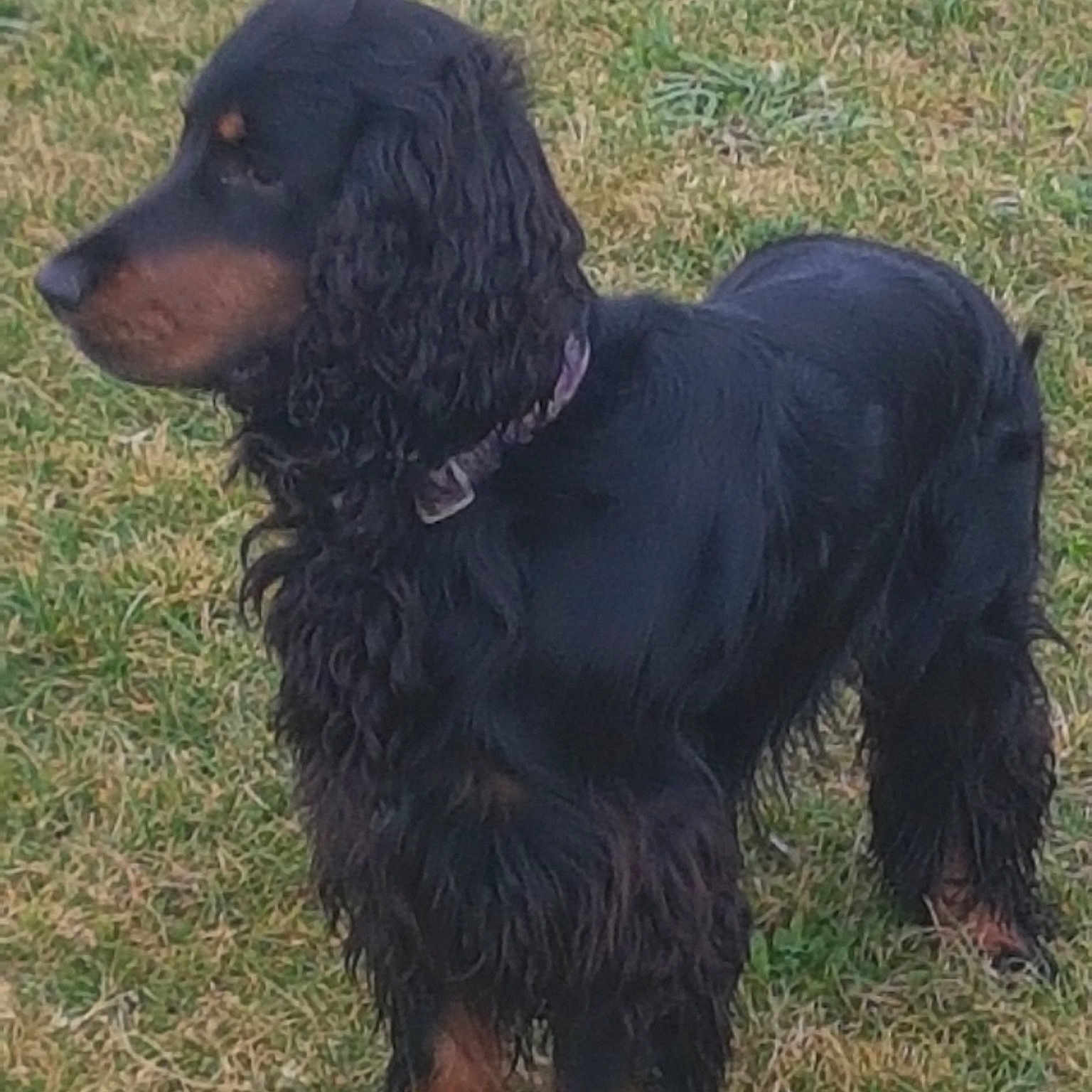 Oscar