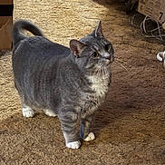 Mittens joined the competition — help win amazing prizes! basket, brown_carpet, cardboard_box, carpet, cat, curious, diaper_box, domestic_animal, ears, feline, floor, gray_tabby, household, indoor, looking_up, pet, shoes, standing, whiskers, white_paws