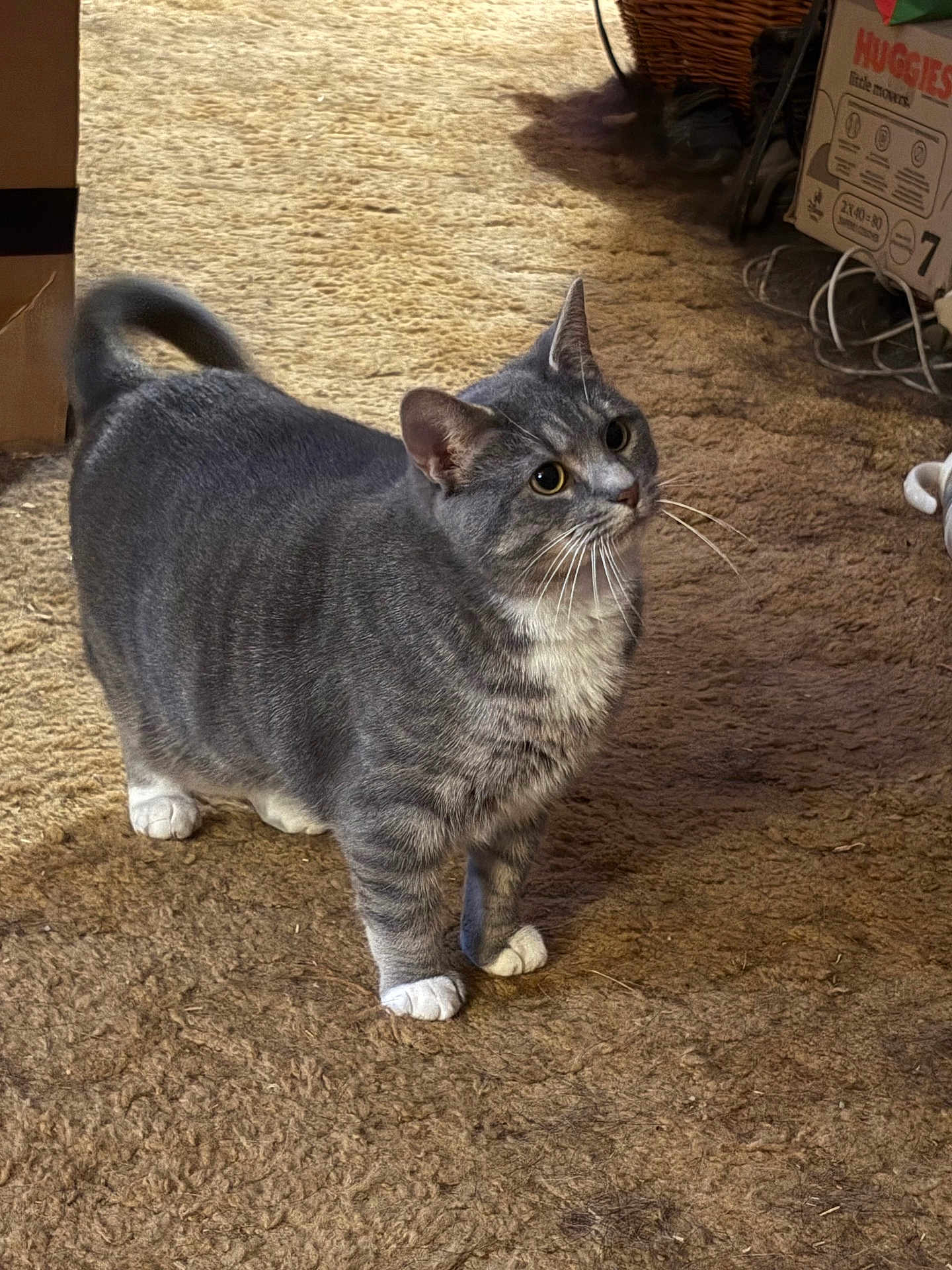 Mittens