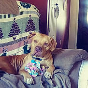 Bobo joined the competition — help win amazing prizes! dog, armchair, blanket, living_room, furniture, indoor, pet, canine, decor, christmas_theme, reindeer_pattern, tree_pattern, cozy, relaxed, brown_dog, collar, floor, door, wall, home