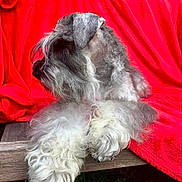 Nico participe au concours pour gagner de l'argent avec cette photo : animal, bench, companion, cozy, curly_fur, dog, fluffy, fur, grass, gray, nature, outdoor, pet, quiet, red_blanket, relaxed, resting, side_view, white, wooden_bench