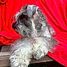 animal, bench, companion, cozy, curly_fur, dog, fluffy, fur, grass, gray, nature, outdoor, pet, quiet, red_blanket, relaxed, resting, side_view, white, wooden_bench