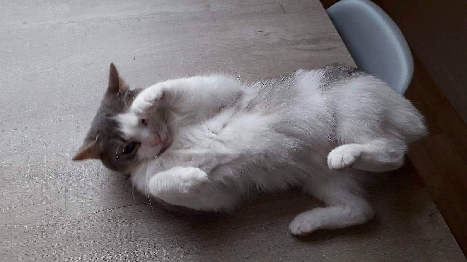 Louna a rejoint le concours — aidez-le/la à gagner de superbes lots ! aegean_cat, carnivore, cat, domestic_long_haired_cat, ear, felidae, kitten, mammal, norwegian_forest_cat, oriental_longhair, paw, polydactyl_cat, ragamuffin, ragdoll, small_to_medium_sized_cats, tail, turkish_angora, turkish_van, whiskers