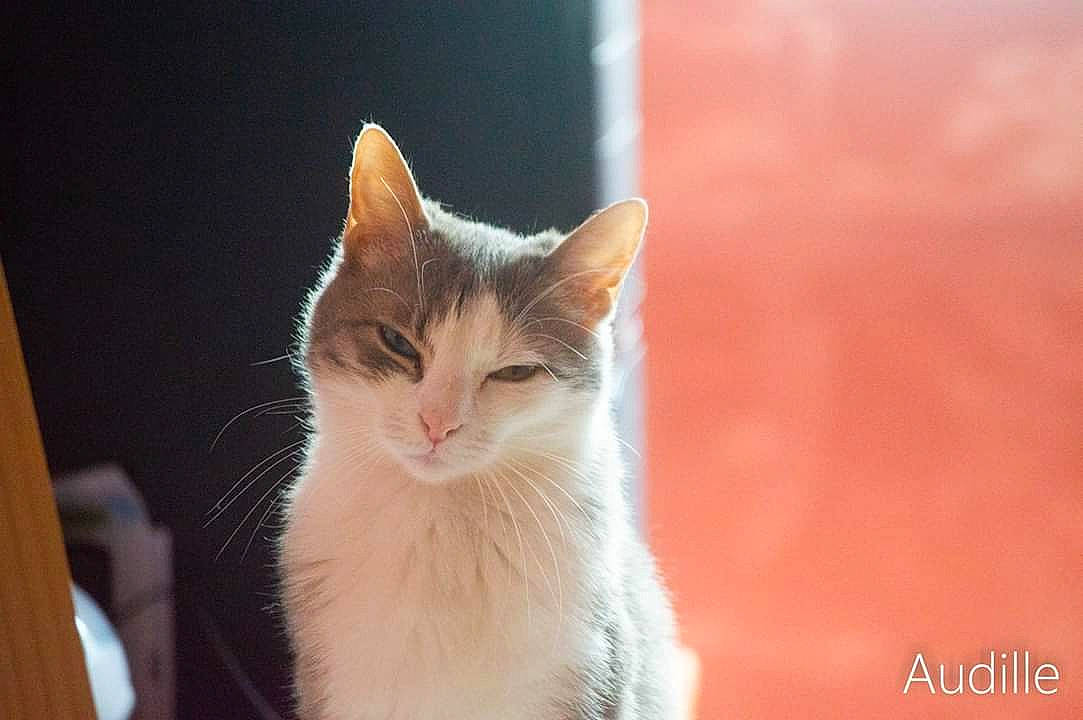 Louna participe au concours pour gagner de l'argent avec cette photo : aegean_cat, american_wirehair, asian, carnivore, cat, domestic_short_haired_cat, european_shorthair, fawn, felidae, kitten, mammal, small_to_medium_sized_cats, turkish_angora, whiskers