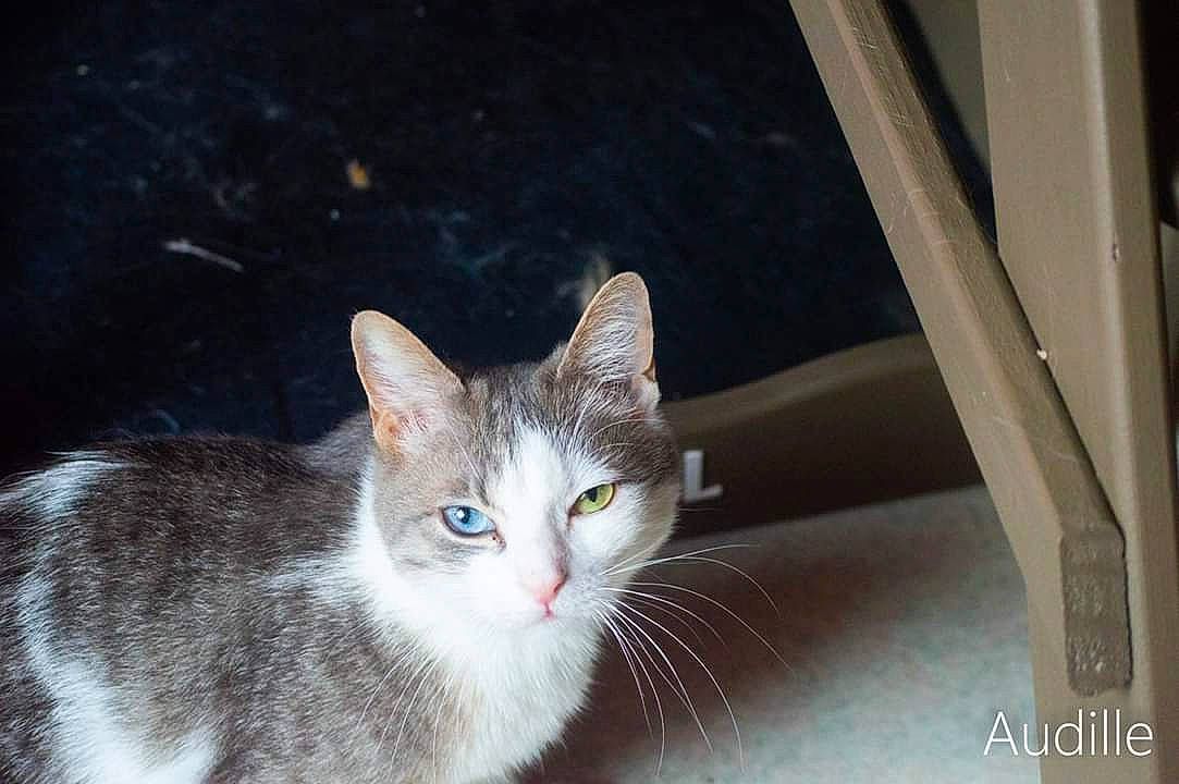 Louna participe au concours pour gagner de l'argent avec cette photo : aegean_cat, american_wirehair, asian, burmilla, carnivore, cat, domestic_short_haired_cat, european_shorthair, eye, fawn, felidae, kitten, mammal, ojos_azules, small_to_medium_sized_cats, tabby_cat, whiskers, window