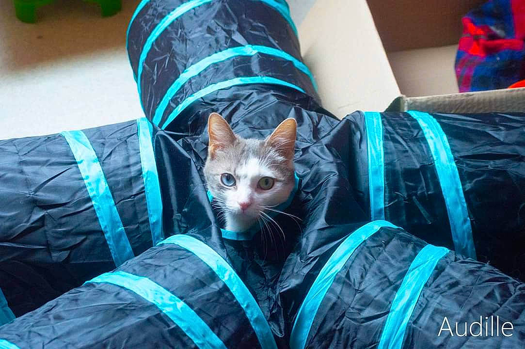 Louna a rejoint le concours — aidez-le/la à gagner de superbes lots ! carnivore, cat, felidae, kitten, small_to_medium_sized_cats, whiskers