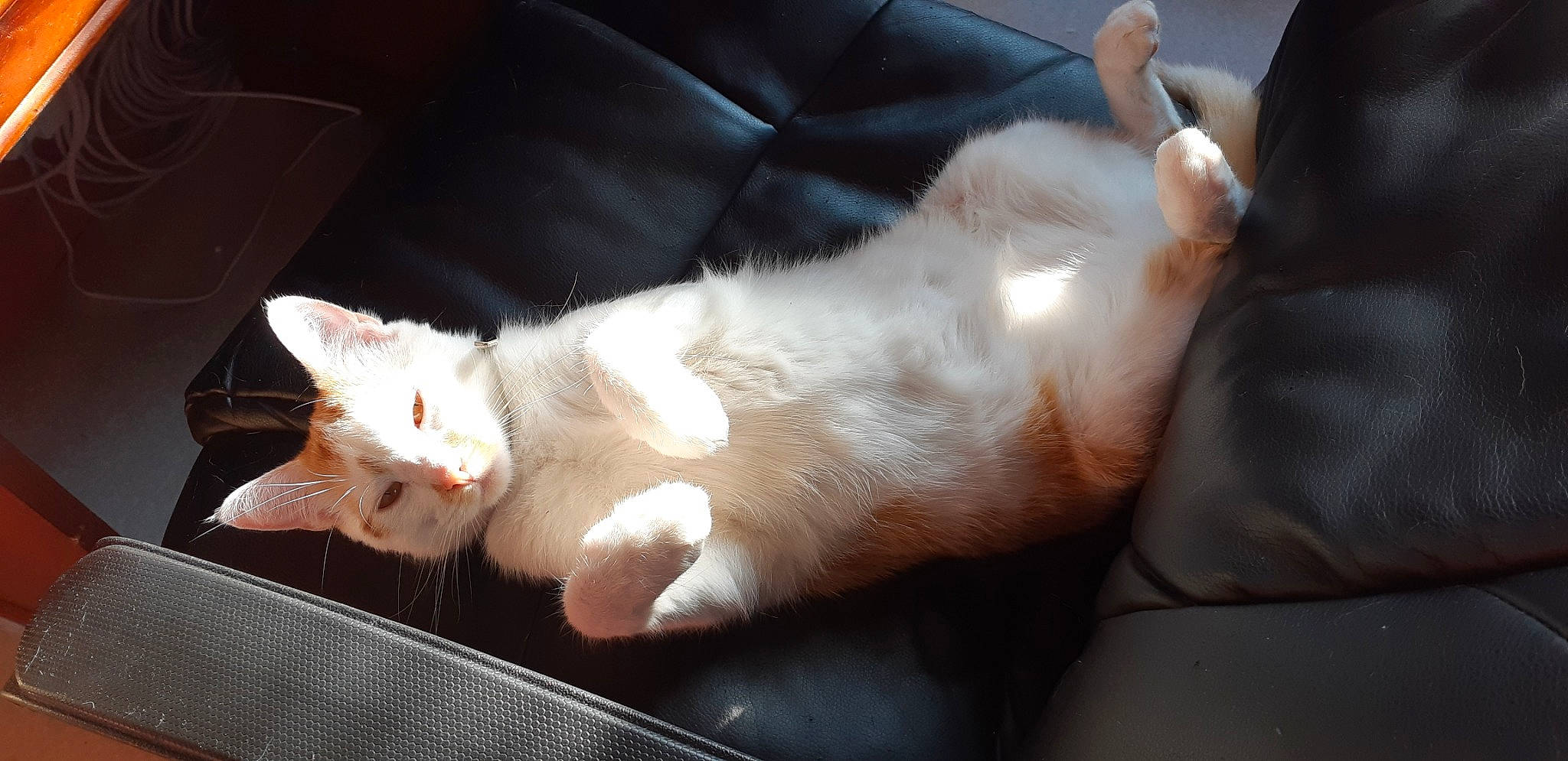 Roméo participe au concours pour gagner de l'argent avec cette photo : asian, burmilla, carnivore, cat, colorpoint_shorthair, ear, fawn, felidae, foot, fur, khao_manee, kitten, leg, paw, skin, small_to_medium_sized_cats, tail, turkish_angora, turkish_van, whiskers