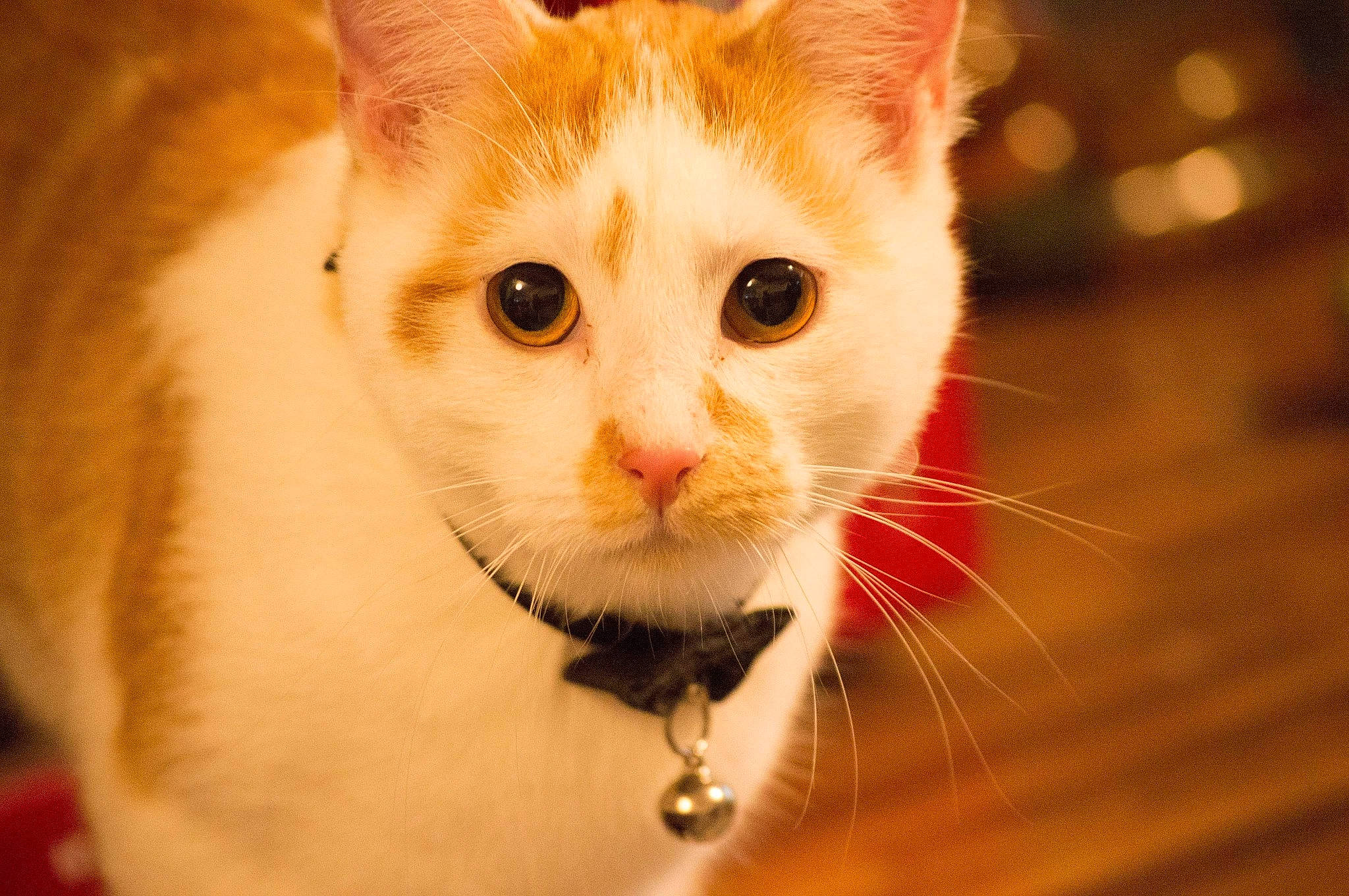 Roméo a rejoint le concours — aidez-le/la à gagner de superbes lots ! aegean_cat, american_wirehair, carnivore, cat, close_up, domestic_short_haired_cat, ear, european_shorthair, eye, felidae, fur, kitten, nose, ojos_azules, person, photography, small_to_medium_sized_cats, snout, turkish_angora, turkish_van