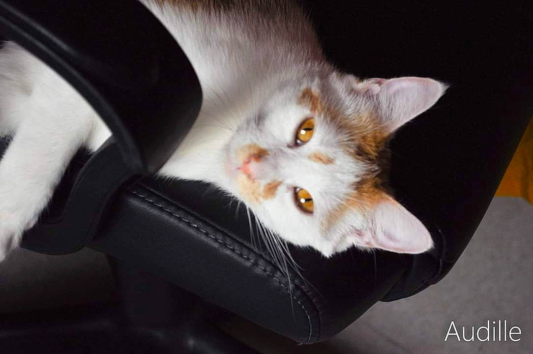 Roméo a rejoint le concours — aidez-le/la à gagner de superbes lots ! aegean_cat, american_wirehair, asian, carnivore, cat, domestic_short_haired_cat, ear, european_shorthair, felidae, kitten, norwegian_forest_cat, paw, photo_caption, polydactyl_cat, small_to_medium_sized_cats, turkish_van, whiskers