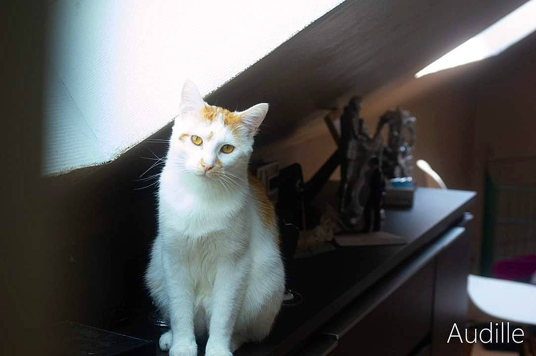 Roméo participe au concours pour gagner de l'argent avec cette photo : aegean_cat, burmilla, carnivore, cat, domestic_short_haired_cat, european_shorthair, fawn, felidae, fur, kitten, mammal, ojos_azules, small_to_medium_sized_cats, turkish_angora, turkish_van, whiskers, window