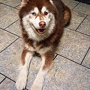 Locky a rejoint le concours — aidez-le/la à gagner de superbes lots ! dog, husky, heterochromia, blue_eye, brown_eye, smiling, tongue, tile_floor, indoor, pet, canine, fur, paw, ears, nose, portrait, looking_at_camera, happy, lying_down, fluffy