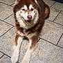 dog, husky, heterochromia, blue_eye, brown_eye, smiling, tongue, tile_floor, indoor, pet, canine, fur, paw, ears, nose, portrait, looking_at_camera, happy, lying_down, fluffy