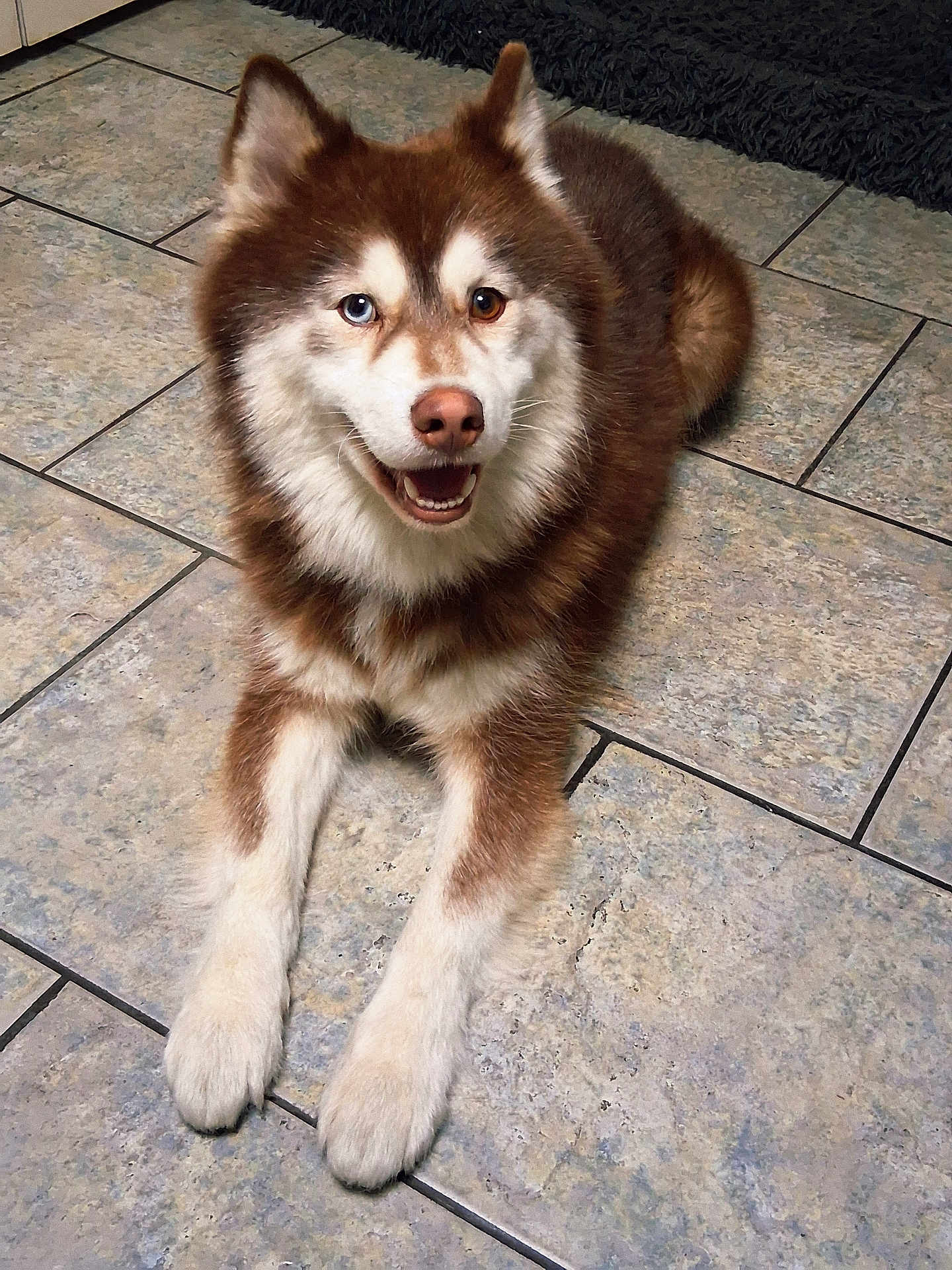 Locky a rejoint le concours — aidez-le/la à gagner de superbes lots ! dog, husky, heterochromia, blue_eye, brown_eye, smiling, tongue, tile_floor, indoor, pet, canine, fur, paw, ears, nose, portrait, looking_at_camera, happy, lying_down, fluffy