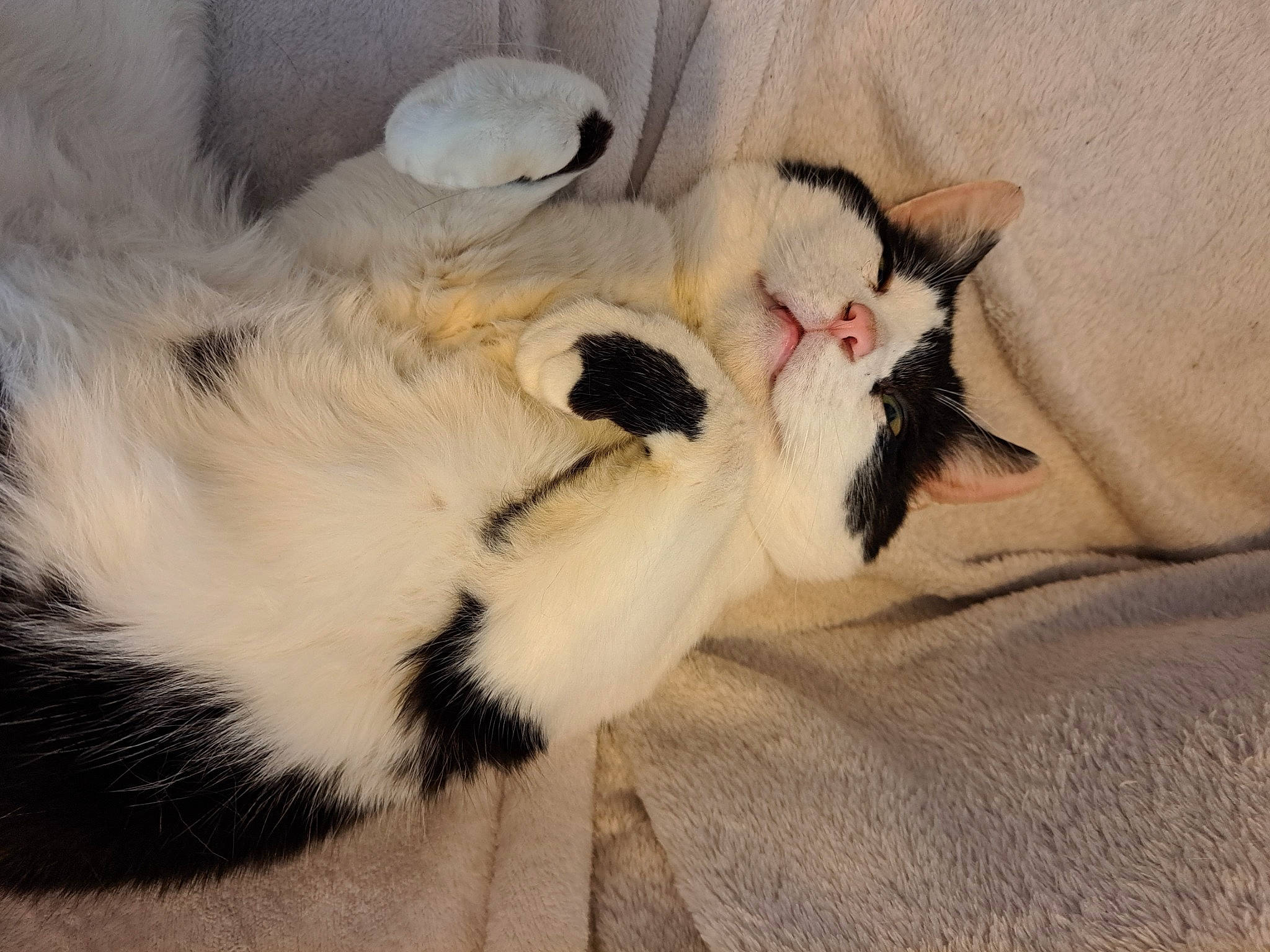 Grominet a rejoint le concours — aidez-le/la à gagner de superbes lots ! canidae, carnivore, cat, claw, comfort, companion_dog, dog_breed, domestic_short_haired_cat, eye, fawn, felidae, foot, fur, nap, paw, small_to_medium_sized_cats, snout, sporting_group, tail, whiskers