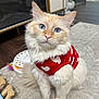 cat, fluffy, blue_eyes, red_sweater, heart_pattern, indoor, carpet, pet, cute, feline, domestic_animal, sitting, toy, cozy, home, fur, whiskers, pink_nose, animal_clothing, looking_up