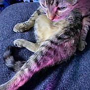 Safari is registered to the contest to win money with this photo: animal, cat, closeup, clutter, curious, domestic_cat, feline, fur, indoor, laundry_basket, paw, pet, purple_light, relaxed, resting, soft_fur, striped, tabby, tail, whiskers