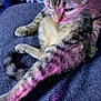 animal, cat, closeup, clutter, curious, domestic_cat, feline, fur, indoor, laundry_basket, paw, pet, purple_light, relaxed, resting, soft_fur, striped, tabby, tail, whiskers