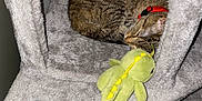 Safari is registered to the contest to win money with this photo: animal, cat, cat_tree, collar, comfort, cozy, cute, dinosaur_toy, feline, fur, gray, home, indoor, nap, pet, plush_toy, resting, sleeping, soft, tabby_cat