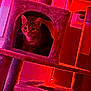 Safari joined the competition — help win amazing prizes! animal, cat, cat_tree, cozy, curious, cute, door, ears, eyes, furniture, home, indoor, pet, red_lighting, resting, scratching_post, sitting, soft_texture, tabby, whiskers