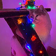 Casper joined the competition — help win amazing prizes! animal, cat, cat_tree, colorful_lights, cozy, curious, decorations, ears, feline, festive, fur, holiday_lights, home, indoor, night, pet, playful, purple_background, soft_lighting, whiskers