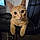 Punkin