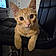 Punkin