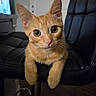 cat, kitten, orange_tabby, pet, animal, feline, whiskers, ears, eyes, paws, fur, portrait, close_up, sitting, chair, indoor, living_room, television, black_furniture, cute