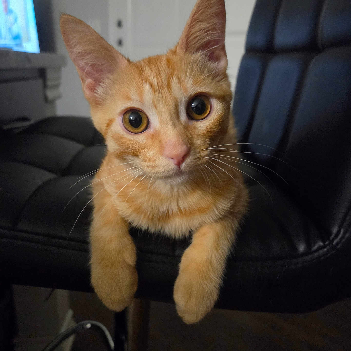 Punkin