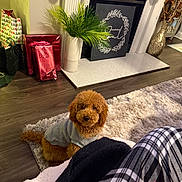 Pax is registered to the contest to win money with this photo: dog, brown_dog, sweater, rug, living_room, fireplace, stockings, holiday_decorations, wrapped_presents, plant, flooring, plaid_pants, cozy, pet, indoor, furniture, carpet, curious, soft_lighting, home