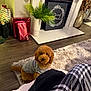 dog, brown_dog, sweater, rug, living_room, fireplace, stockings, holiday_decorations, wrapped_presents, plant, flooring, plaid_pants, cozy, pet, indoor, furniture, carpet, curious, soft_lighting, home