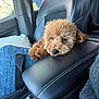 Pax joined the competition — help win amazing prizes! dog, pet, car_interior, leather_seat, armrest, brown_fur, fluffy, relaxed, cute, sleepy, paws, window, seatbelt, blue_bag, keychain, natural_light, closeup, resting, companion, cozy
