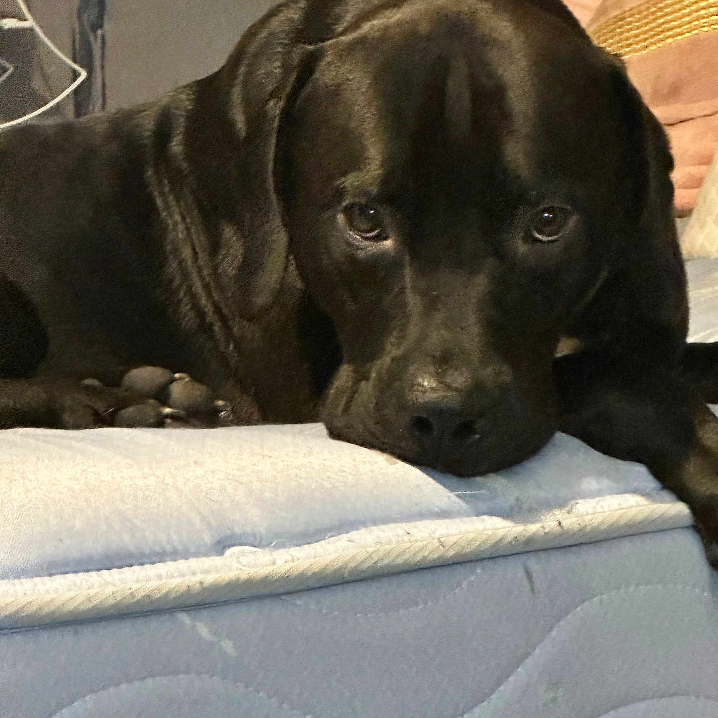 Gaupo is registered to the contest to win money with this photo: animal, beagle, bed, blanket, boxer, bulldog, canine, chair, cockerspaniel, couch, cushion, dog, furniture, greatdane, homedecor, hound, labradorretriever, pet, pointer, puppy