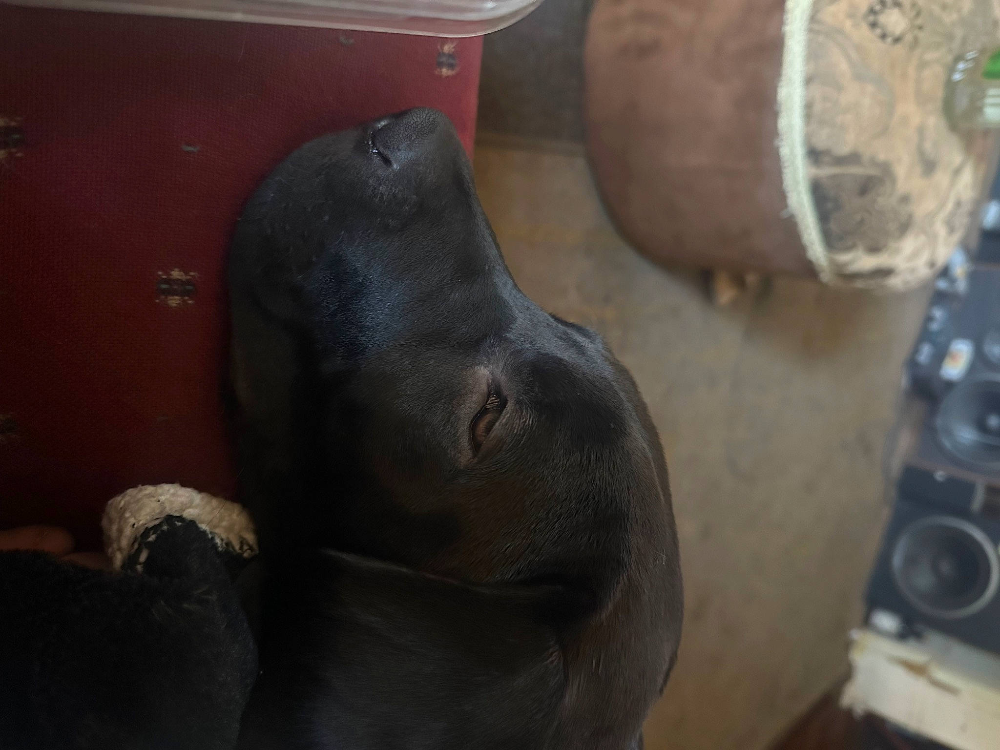 Guapo joined the competition — help win amazing prizes! art, auto_part, comfort, elephants_and_mammoths, foot, gas, human_leg, indian_elephant, machine, marine_mammal, metal, recreation, sculpture, terrestrial_animal, wood, working_animal, wrinkle