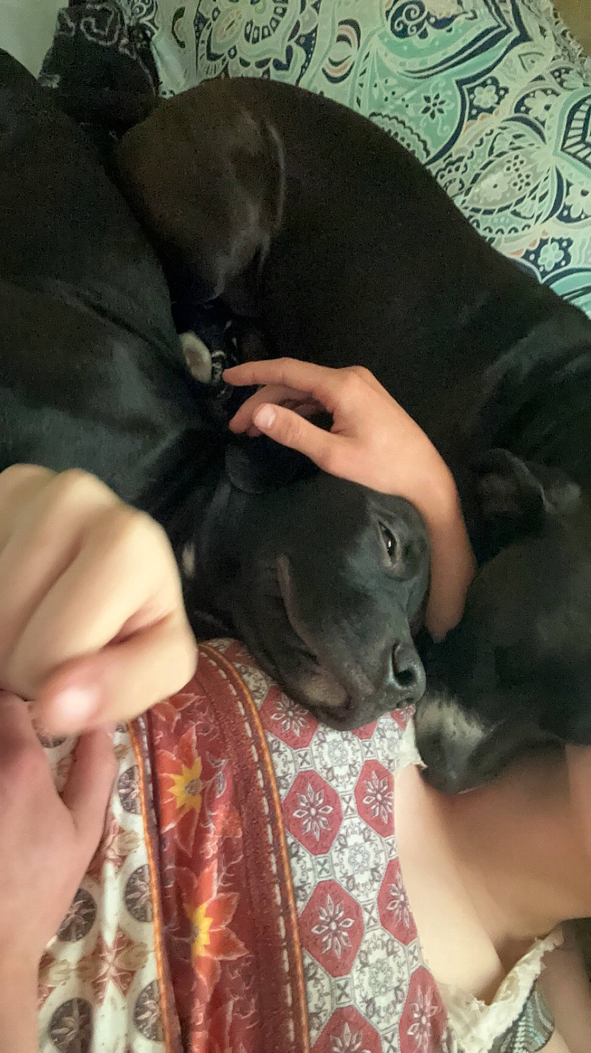 Guapo is registered to the contest to win money with this photo: borador, carnivore, comfort, companion_dog, dog, dog_breed, ear, fur, gesture, guard_dog, nail, pattern, puppy_love, sitting, snout, sporting_group, toy_dog, whiskers, working_animal, wrist