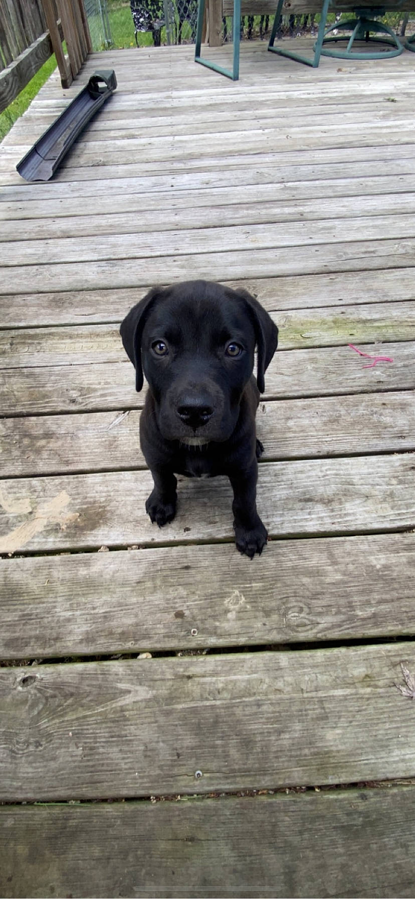 Guapo is registered to the contest to win money with this photo: borador, canidae, carnivore, companion_dog, dog, dog_breed, fawn, flooring, gun_dog, hardwood, liver, plank, plant, retriever, snout, sporting_group, tail, terrestrial_animal, wood, working_animal