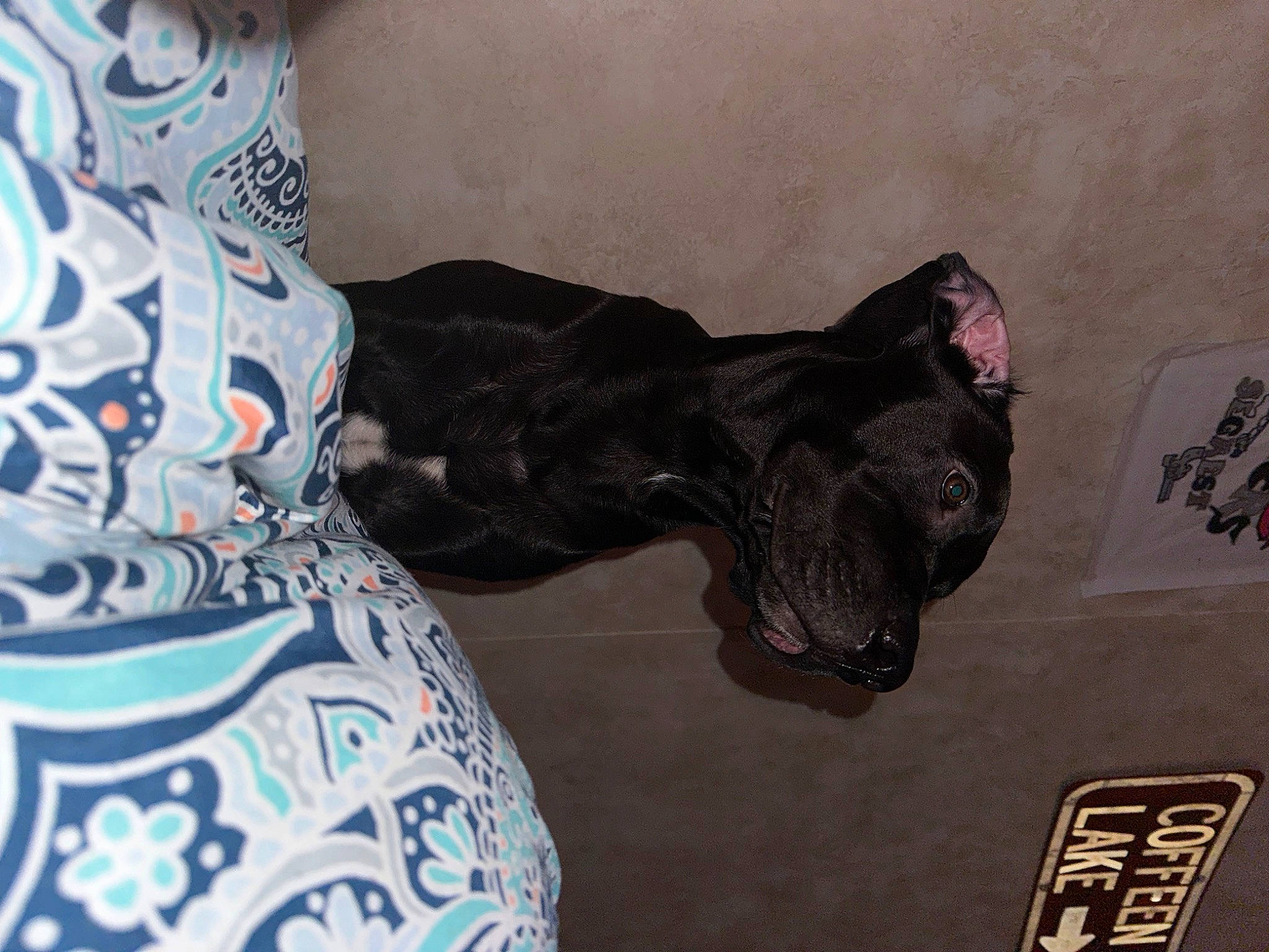 Guapo joined the competition — help win amazing prizes! athletic_shoe, camouflage, canidae, carmine, carnivore, comfort, dog, dog_breed, dog_supply, grey, guard_dog, military_camouflage, outdoor_shoe, pattern, personal_protective_equipment, sleeve, sporting_group, sportswear, visual_arts, walking_shoe