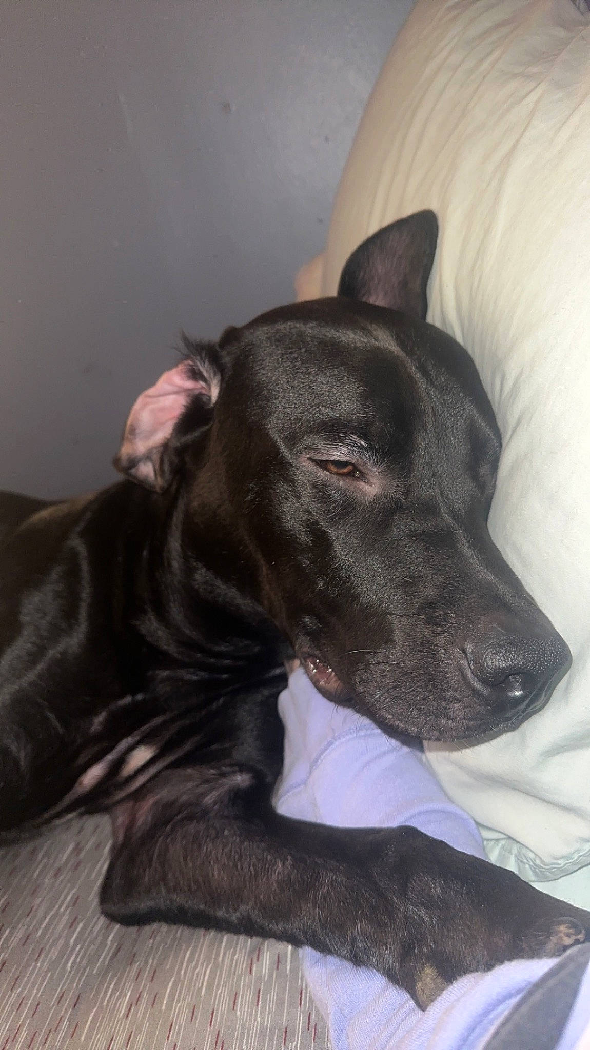 Guapo is registered to the contest to win money with this photo: borador, canidae, carnivore, collar, comfort, companion_dog, dog, dog_breed, ear, fawn, grey, liver, non_sporting_group, rampur_greyhound, sighthound, snout, sporting_group, terrestrial_animal, whiskers, working_animal