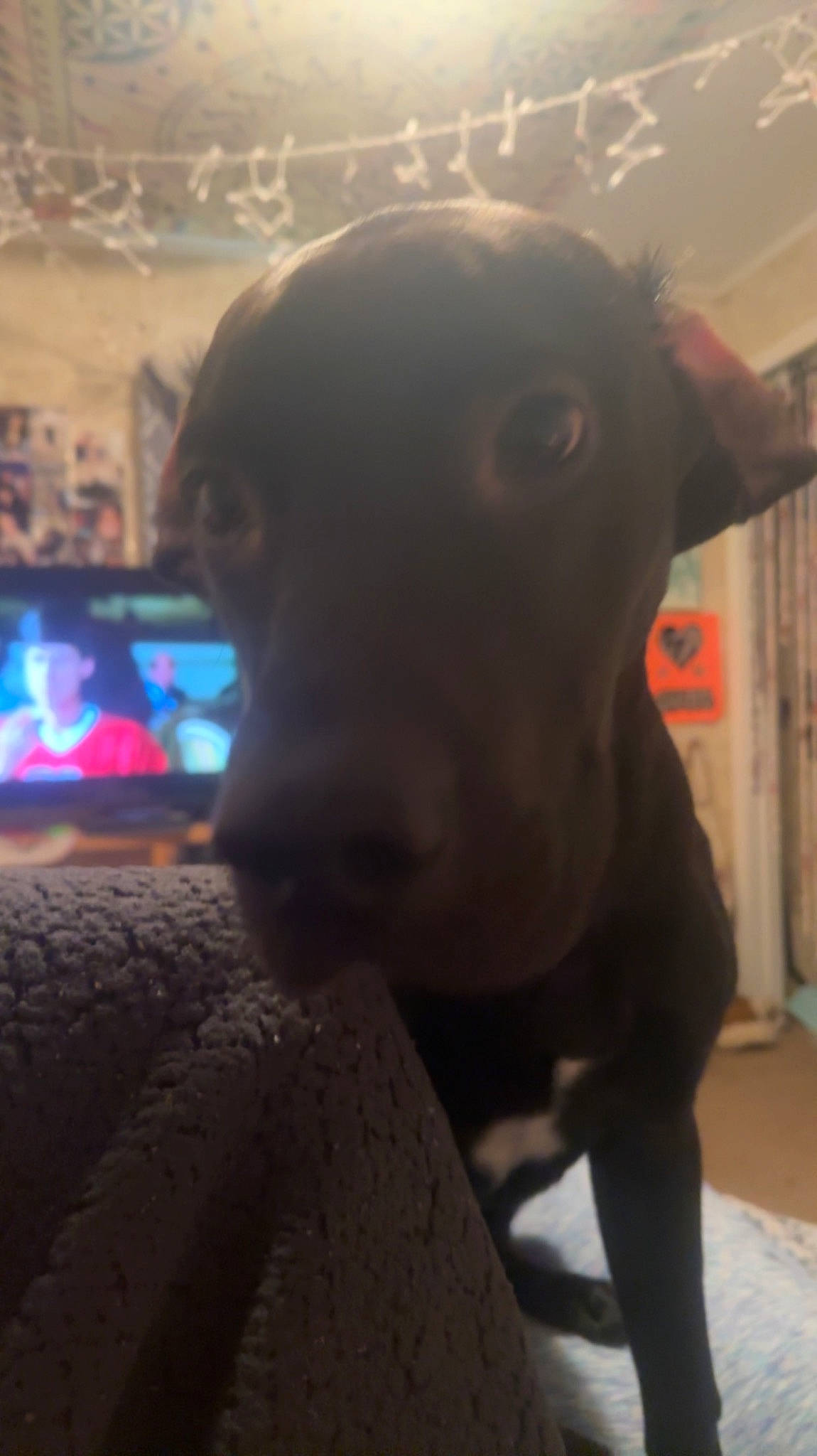 Guapo joined the competition — help win amazing prizes! borador, canidae, carnivore, cloud, collar, companion_dog, dog, dog_breed, ear, fawn, fur, guard_dog, jaw, labrador_retriever, non_sporting_group, pet_supply, snout, sporting_group, whiskers, working_animal