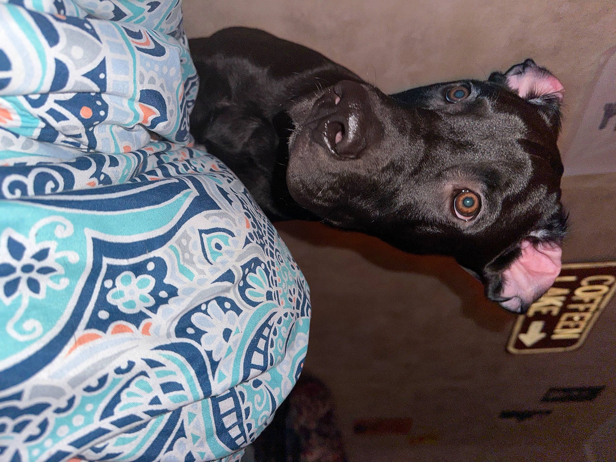 Guapo is registered to the contest to win money with this photo: art, canidae, carnivore, collar, companion_dog, dog, dog_breed, dog_collar, electric_blue, fur, guard_dog, liver, non_sporting_group, pattern, pottery, snout, sporting_group, toy_dog, whiskers, working_animal