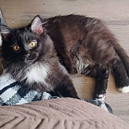 Chloe is registered to the contest to win money with this photo: amber_eyes, animal, black_cat, blanket, cat, cozy, curious, domestic_cat, feline, fluffy_fur, indoor, looking_at_camera, pet, relaxing, resting, soft_texture, tail, whiskers, white_paws, wooden_floor
