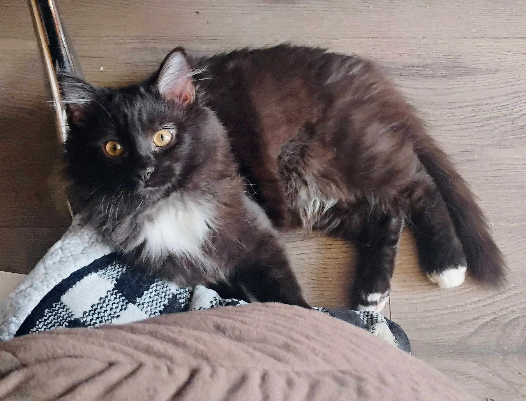 Chloe