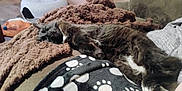 Chloe is registered to the contest to win money with this photo: animal, black_cat, blanket, brown_blanket, cat, couch, cozy, domestic_cat, fur, furniture, home, indoor, nap, paw_print, pet, relaxing, resting, sleeping, soft, white_paws