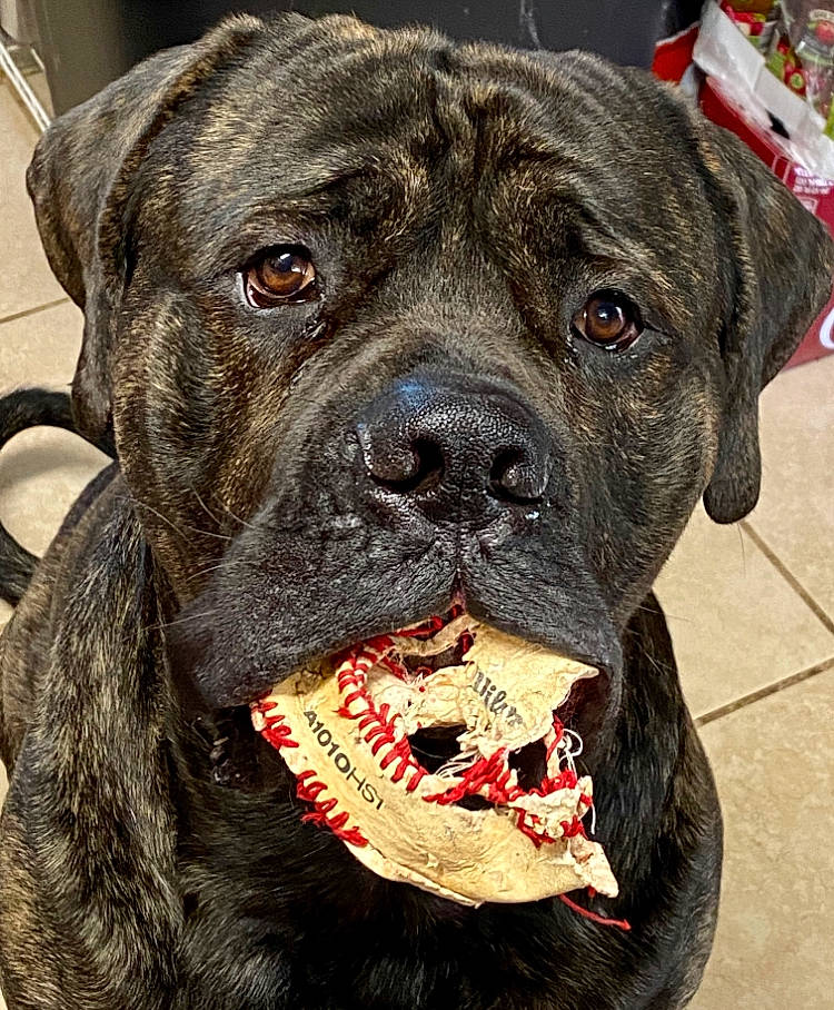 Creed joined the competition — help win amazing prizes! ancient_dog_breeds, carnivore, collar, companion_dog, dog, dog_breed, dog_collar, fawn, fur, giant_dog_breed, liver, non_sporting_group, pet_supply, snout, sporting_group, terrestrial_animal, whiskers, working_animal, working_dog