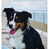 Togo participe au concours pour gagner de l'argent avec cette photo : animal, appenzeller, bodypart, canine, cockerspaniel, collie, dog, hound, leash, mouth, papillon, person, pet, puppy, terrier, tongue