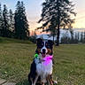 Togo a rejoint le concours — aidez-le/la à gagner de superbes lots ! accessories, animal, canine, dog, face, grass, head, land, nature, outdoors, park, person, pet, photography, plant, puppy, sky, tree, vegetation, woodland