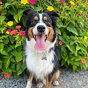 Togo participe au concours pour gagner de l'argent avec cette photo : accessories, animal, canine, daisy, dog, flower, geranium, grass, herbal, herbs, jar, pet, petal, plant, planter, pottedplant, pottery, strap, vase, vegetation