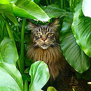 Pegase a rejoint le concours — aidez-le/la à gagner de superbes lots ! abyssinian, animal, cat, flower, green, herbal, herbs, jungle, kitten, land, leaf, manx, nature, outdoors, pet, plant, pottedplant, rainforest, tree, vegetation