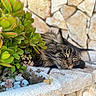 Pegase participe au concours pour gagner de l'argent avec cette photo : animal, architecture, building, cat, flagstone, flower, herbal, herbs, kitten, leaf, manx, path, pet, plant, pottedplant, road, rock, slate, walkway, wall