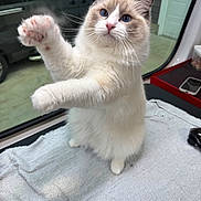 Saffire joined the competition — help win amazing prizes! animal, beige, blue_eyes, cat, closeup, cute, domestic, feline, fluffy, fur, indoor, looking, paws, pet, playful, standing, towel, whiskers, white, window